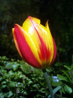 tulpe