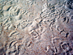 spuren im sand