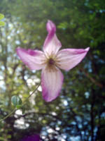 clematis