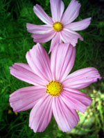 cosmea