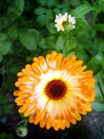 flammenblume